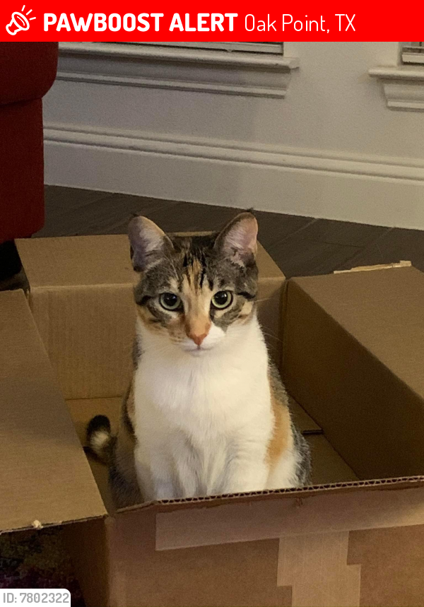 TXLostPets's tweet photo. Please RT! Mika went #missing on March 17, 2022 in Oak Point #Texas 76227 near Bonanza Street, Cross Oaks Ranch
 #lostcat #lostpets #pawboost https://t.co/9PfMIKuRig https://t.co/7oppZ4kO85