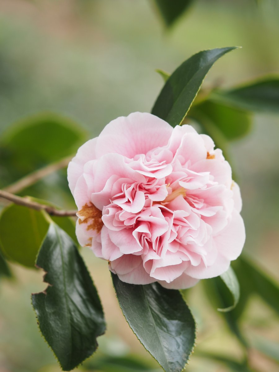 #CameliaDoDía C. japonica ‘Elegans Splendor’