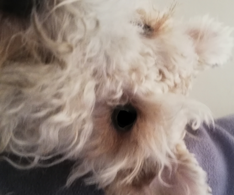 ElvisGamer_25's tweet photo. esta foto la tome yo, creo que es la primera que tomo y la subo por aqui, el perro es foto génico parece jaajja https://t.co/QDZgeDYFzg