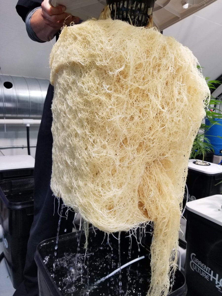 currentculture's tweet photo. Ferocious roots, right to harvest! Deliver unparalleled DO (dissolved oxygen) and ambient O2 to roots for supercharged nutrient absorption in an Under Current. #hydroponics #roots #cch2o #cultivation #harvest #rootporn #RDWC #DWC https://t.co/2aavWt3MbV