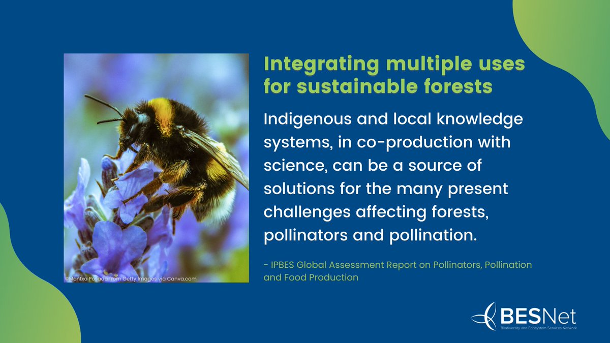 BESNet_UNDP's tweet photo. #DYK: Knowledge co-production activities between farmers, indigenous peoples, local communities &amp; scientists have led to numerous relevant insights, including improvements in 💲 returns from forest honey?
Read the @IPBES #Asessment report on 🦋🐝: https://t.co/z7OSEBWQcR

@UNESCO https://t.co/H4S5Pf13Fu