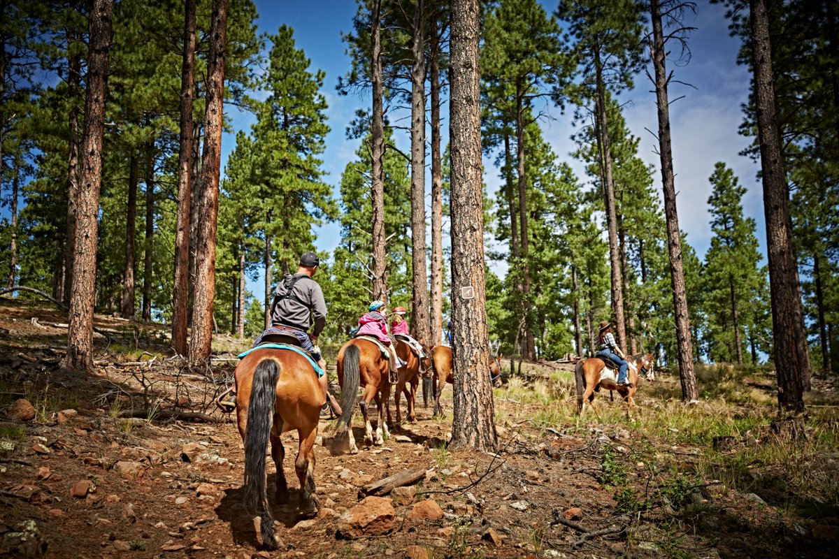 TRAVELFOREVERrd's tweet photo. Our MORMON LAKE LODGE offers horseback riding in the summer months! Horseback riding in the Ponderosa Pines is the best! https://t.co/BWRxN88pyY #arizona #summervacation #horsebackriding #kids #family https://t.co/suP8BemN4n