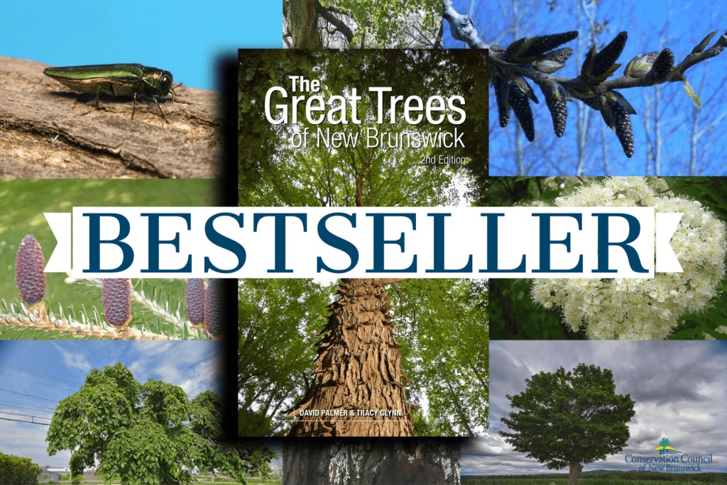 Celebrate #theinternationaldayofforests2022 with a copy of our #bestselling book, The Great Trees of New Brunswick Vol.2 --> bit.ly/GreatTreesNB #GreatTrees #GreatReads