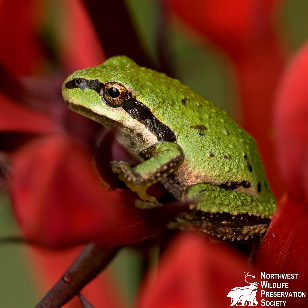nwpsHQ's tweet photo. Pacific tree frogs are small frogs that can be found in aquatic habitats that are typically fish-free, such as wetlands and shallow bays of lakes. 🐸

These frogs hibernate during the winter and breed during early spring.

#frogs #pacifictreefrog #pacificnorthwest #nwps https://t.co/Zj1p7brsec