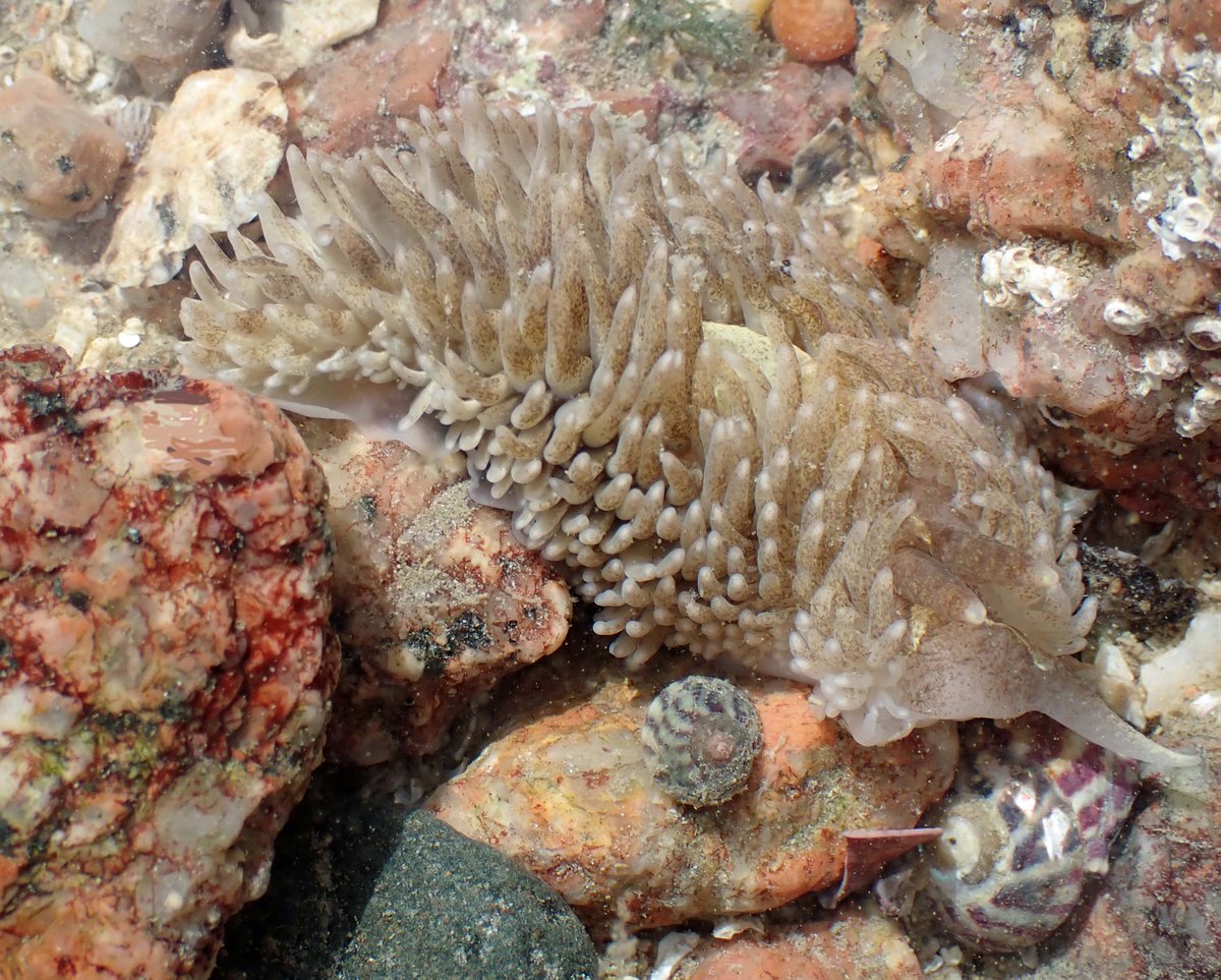 NicolasJouault's tweet photo. With the spring tide plenty of stranded sea hares at #Portelet, also a Common grey sea slug (Aeolidia Papillosa) found under a boulder @Bluemarinef @Soc_Jersiaise @StBreladeJersey @Britnatureguide https://t.co/SmeTZX409f