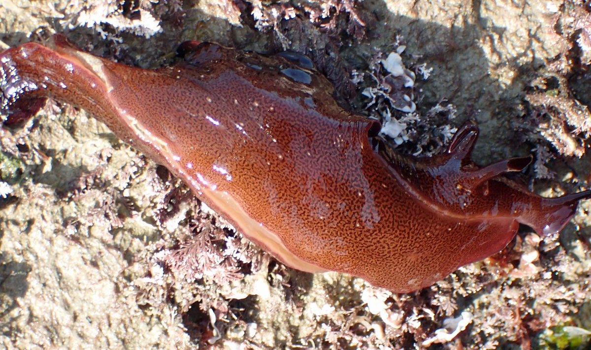 NicolasJouault's tweet photo. With the spring tide plenty of stranded sea hares at #Portelet, also a Common grey sea slug (Aeolidia Papillosa) found under a boulder @Bluemarinef @Soc_Jersiaise @StBreladeJersey @Britnatureguide https://t.co/SmeTZX409f