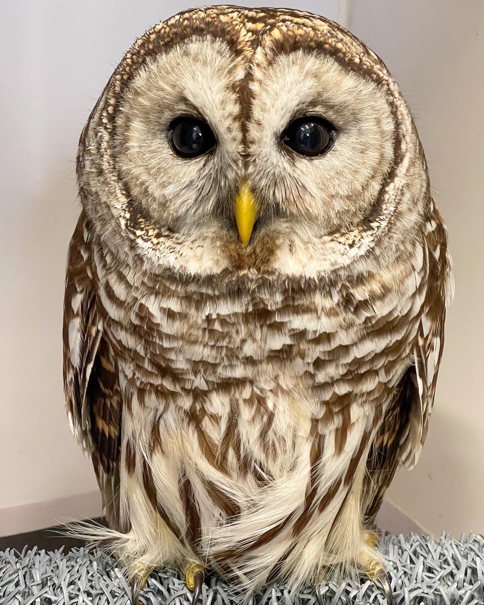 KarinaMay's tweet photo. Barred Owl #TwitterNatureCommunity #NaturePhotography #owls #wildearth #photography #shotoniphone https://t.co/Br0SMCl52u