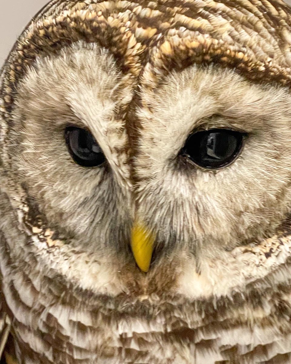 KarinaMay's tweet photo. Barred Owl #TwitterNatureCommunity #NaturePhotography #owls #wildearth #photography #shotoniphone https://t.co/Br0SMCl52u