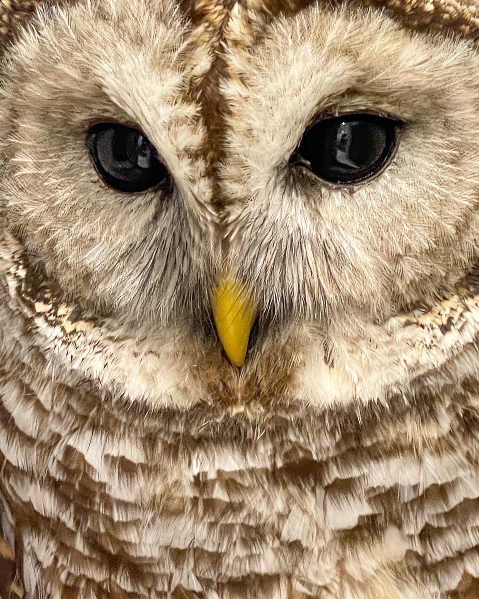 KarinaMay's tweet photo. Barred Owl #TwitterNatureCommunity #NaturePhotography #owls #wildearth #photography #shotoniphone https://t.co/Br0SMCl52u