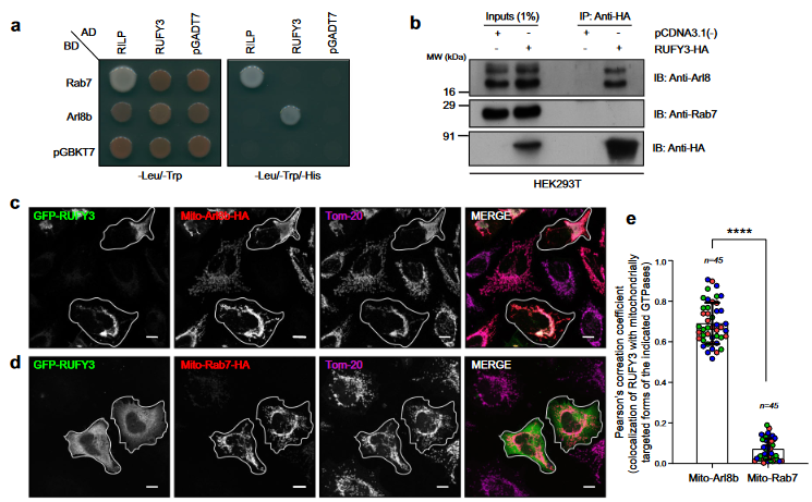 gk_khunger's tweet photo. Our findings indicate that RUFY3 does not interact with #Rab7. Moreover, our data suggest that while #RILP is the #dynein adaptor for Rab7 compartments, RUFY3 is the specific adaptor for compartments enriched for the small G protein Arl8b. https://t.co/GhSFgZEHBC
