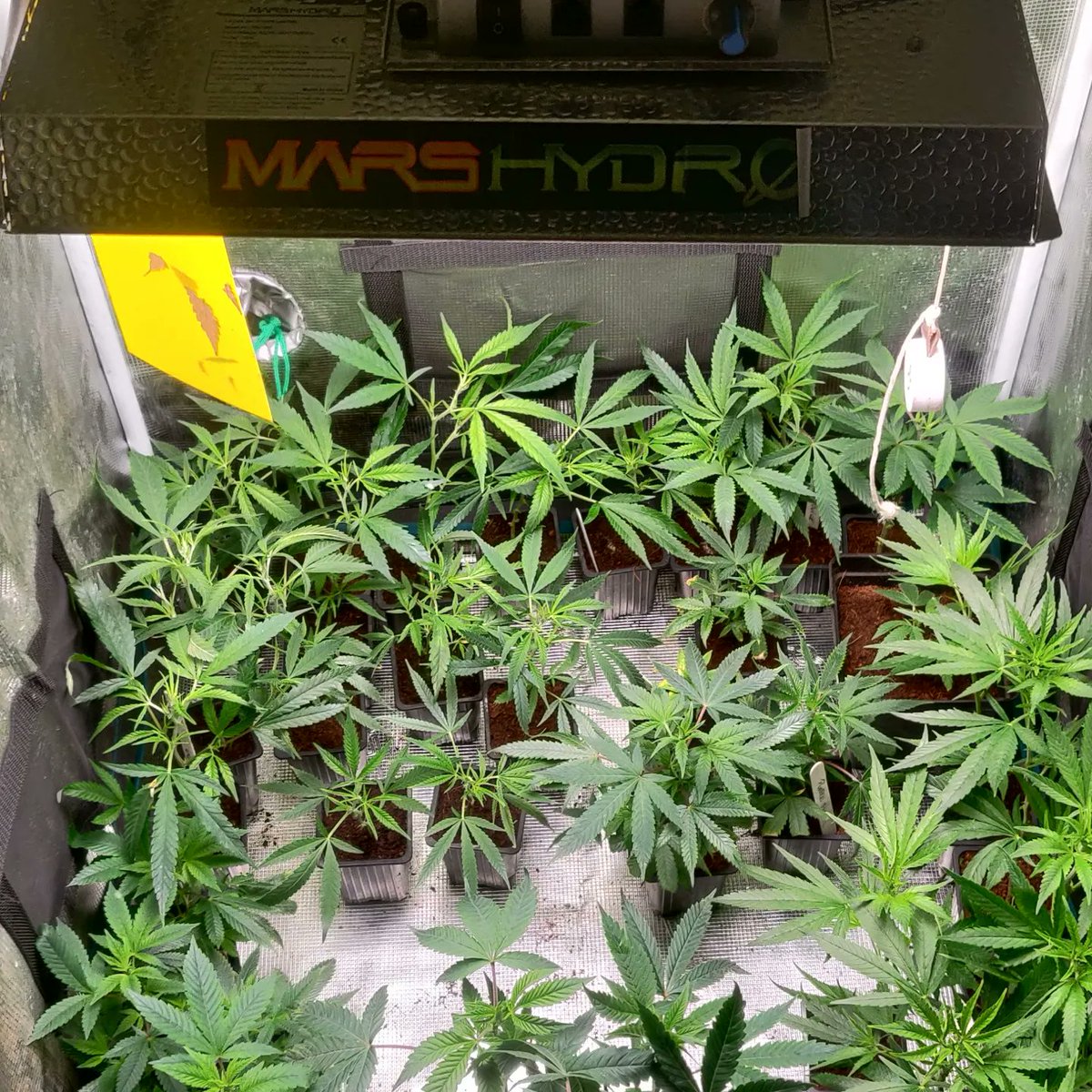 DarknessTHC's tweet photo. Haciendole sitio a las nuevas mamis que entran al crecimiento antes de ir al armario de mamis, Lili, Cotton Candy 2 y 3 😋 por supuesto debajo del #ts1000 de @MarsHydroLight .
#Mmemberville #CannabisCommunity #StonerFam #autogrow https://t.co/BBXpWTAyKS