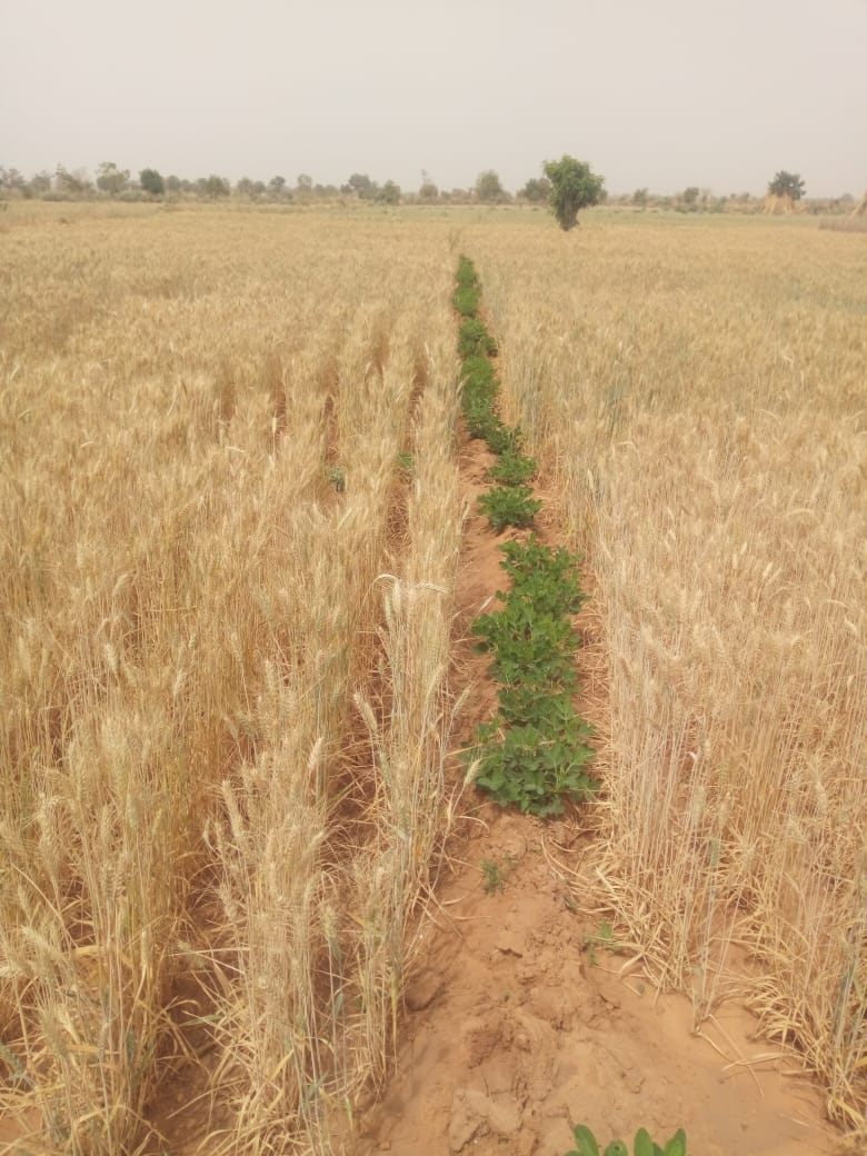 CAID_Nigeria's tweet image. Christian Aid in partnership with Flour Mills #Nigeria supporter local wheat farmers with the needed resources to improve yield.

We are getting set for harvest in a few days and the yield is looking great already!!! 

#StandingTogether
#Zerohunger 
#SDGs