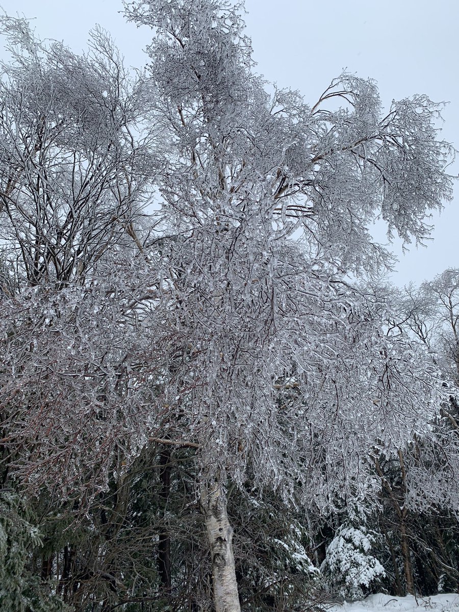 pippy_park's tweet photo. 🌲The Park is glittery. 🙄Be careful of falling ice😬 #pippyparknl #explorenl #atlanticcanada #eastcoastcanada #stjohnscaptured #stjohnsnewfoundland #ice #icestorm #glitter #becareful https://t.co/VX290SoCyo