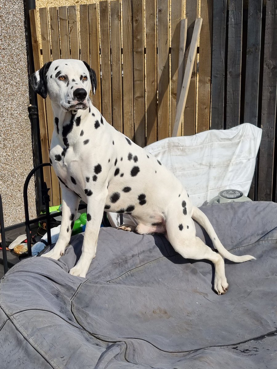 dally_greyson's tweet photo. @GordonL63786622 Amazing!! I love chilling in the sun too 🥰 https://t.co/kS9W1AftCH