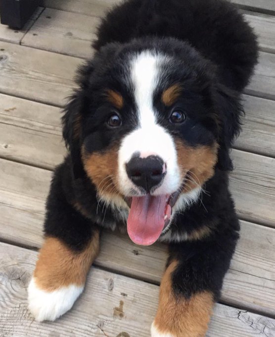 RT <a href="/bunsenbernerbmd/">Bunsen, BEAKER, and Bernoulli🇨🇦</a> 
Retweet if you think every school should have an emotional support puppy (or twelve)