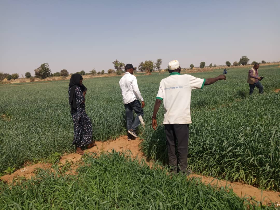 CAID_Nigeria's tweet image. Christian Aid in partnership with Flour Mills #Nigeria supporter local wheat farmers with the needed resources to improve yield.

We are getting set for harvest in a few days and the yield is looking great already!!! 

#StandingTogether
#Zerohunger 
#SDGs