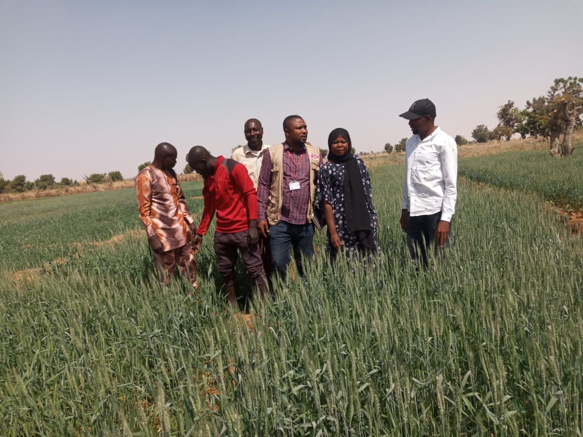 CAID_Nigeria's tweet image. Christian Aid in partnership with Flour Mills #Nigeria supporter local wheat farmers with the needed resources to improve yield.

We are getting set for harvest in a few days and the yield is looking great already!!! 

#StandingTogether
#Zerohunger 
#SDGs