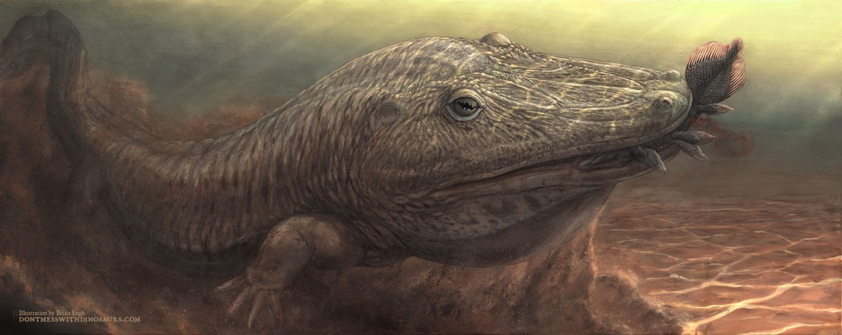 Imagine an amphibian as large as a crocodile with a head like a toilet seat. It’s not science fiction: these animals once roamed the Earth and their #fossils are helping scientists learn how life evolved after Earth’s most severe extinction #Antarctica antarcticsun.usap.gov/science/4714/