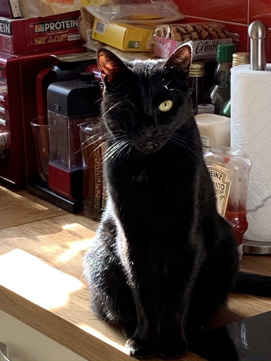 LouJoughin's tweet photo. @catsnkittys Mine was a little rescue no one wanted - he’s got one eye, zero fear or spacial awareness but I love him. https://t.co/EmklM9XgJq