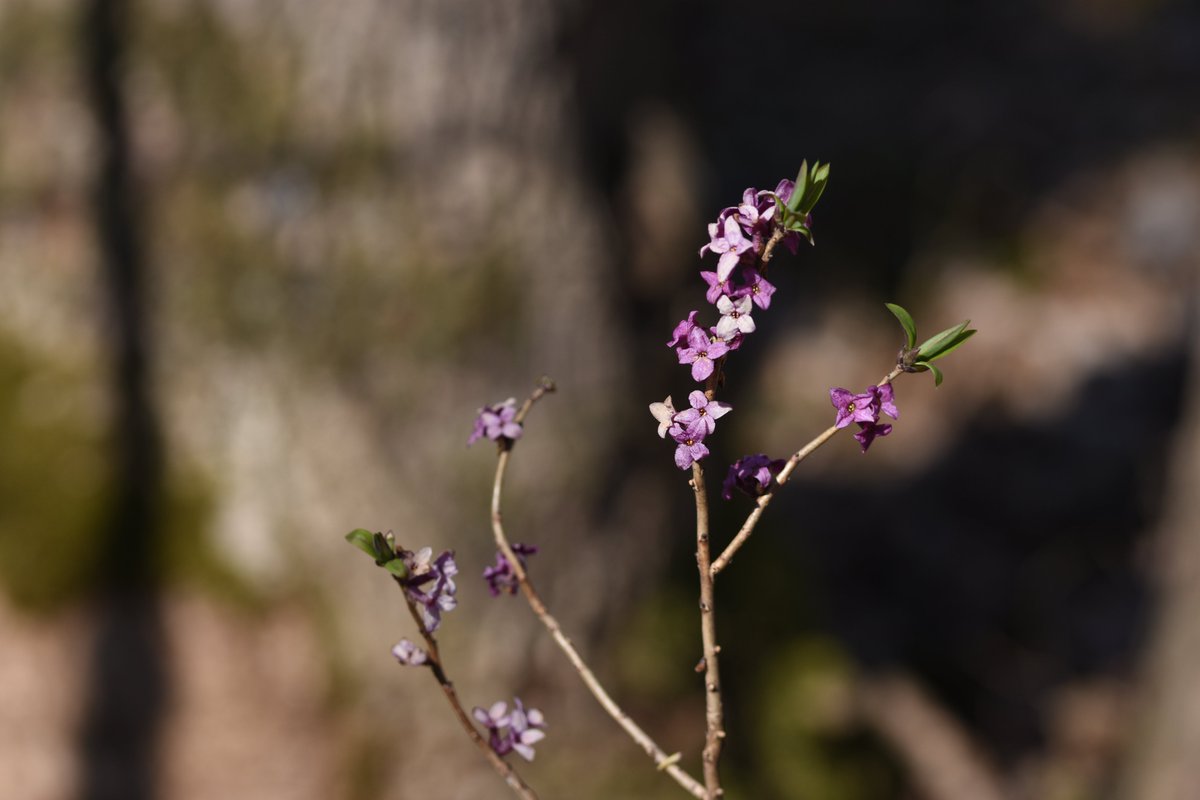 Luo_Chen2's tweet photo. Daphne mezereum https://t.co/xSUdEOcV9r