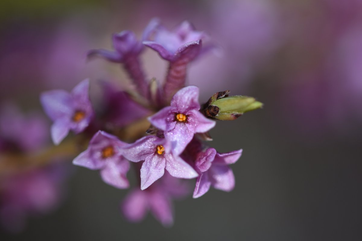 Luo_Chen2's tweet photo. Daphne mezereum https://t.co/xSUdEOcV9r
