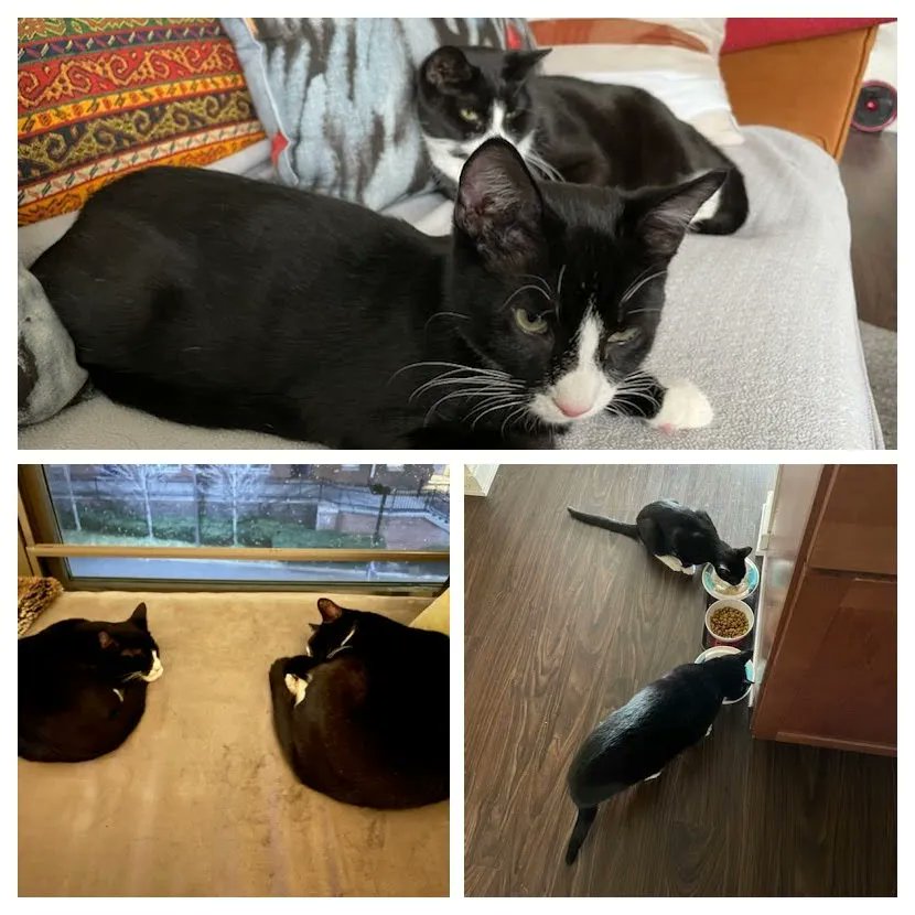 Newly adopted Yosemite already gets along great with his big brother Louie (also a #PALS cat adopted in 2018)

#palspets #catrescue #rescuecat #animalrescue #kittenrescue #rescuekitten #adoptdontshop #palscasefiles #cats #rescuecatsofinstagram #sheltercat #nonprofit