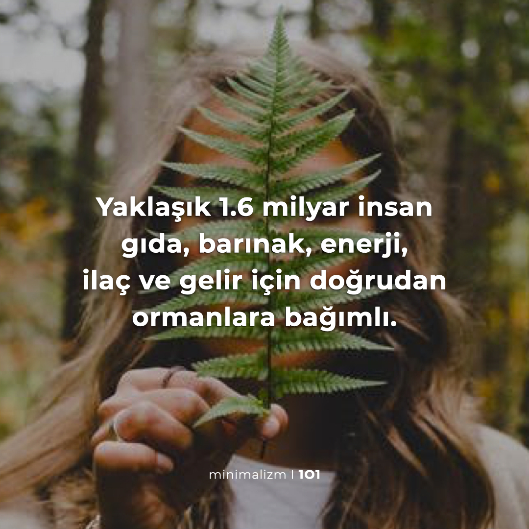 minimalizm101's tweet photo. 🌳#DünyaOrmanGünü #WorldForestDay https://t.co/hxAiyHhXlY