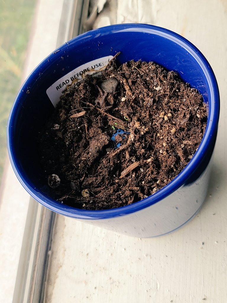 Asmongold's tweet photo. A few days ago we planted the Elden Ring special seeds and today they've started to grow

I'm honestly surprised it's happened this fast, pretty excited to see what they turn into https://t.co/GeFTDeAwo8