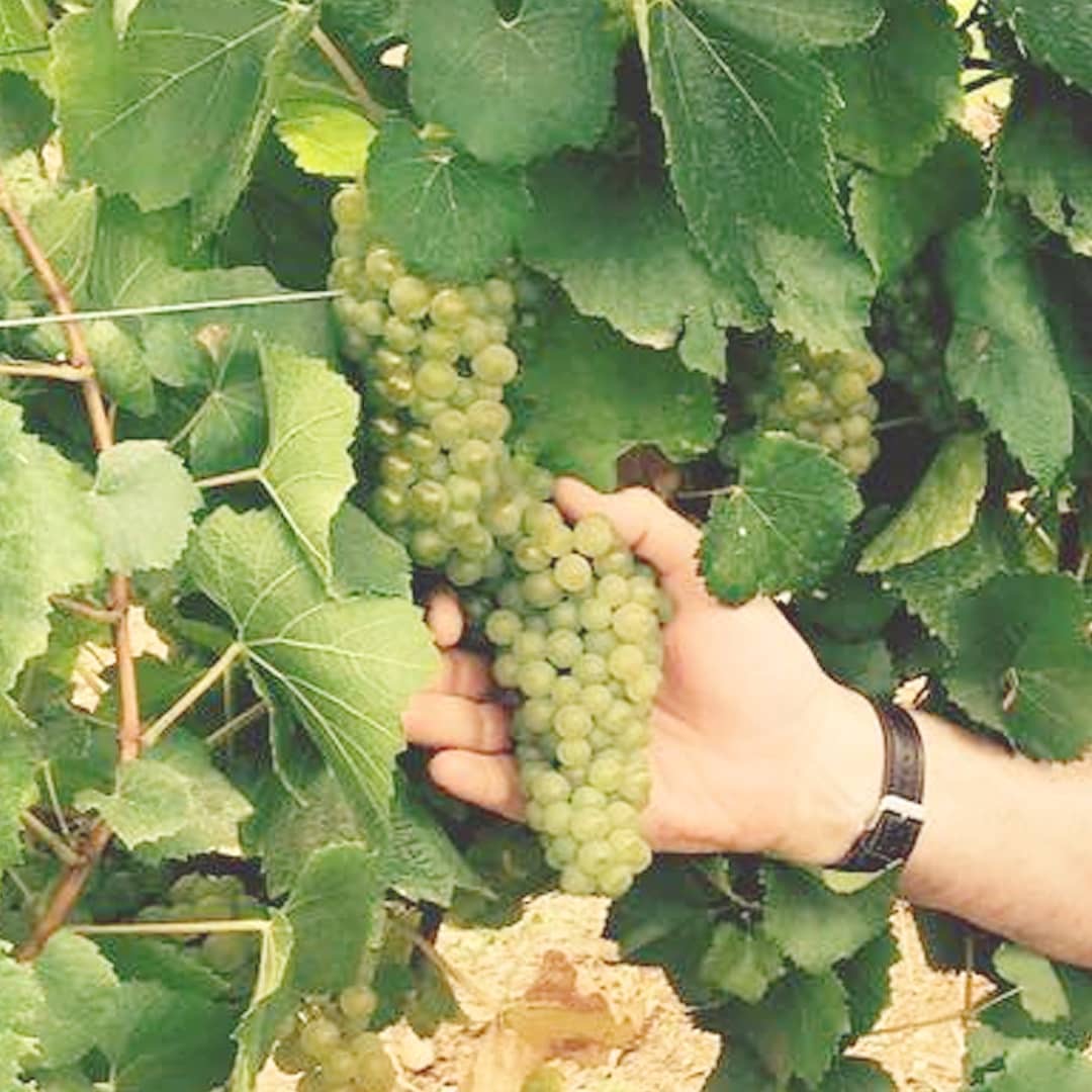 ᴏᴅᴇ ᴛᴏ ᴡɪɴᴇ ʙʏ ᴘᴀʙʟᴏ ɴᴇʀᴜᴅᴀ..

"...Drink it,
and remember in every
drop of gold,
in every topaz glass,
in every purple ladle,
that autumn laboured
to fill the vessel with wine..."

Happy #worldpoetryday from everyone <a href="/WildingOxford/">Wilding Oxford</a>! <a href="/WildingSal/">Wilding Salisbury</a> 🇨🇱 🍷 🍇 🥂 💌 ✍️ 📖