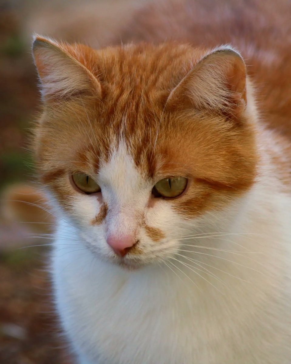 ax153571's tweet photo. #kedi #kediler #Cat #cats #catsofinstagram #CatsOnTwitter #Catseye #CatsLover #catoftheday #CatsLover #Mersin #AnimalLovers #mersinmezitli #mersinsahil #mersincarsi #mersinmarina https://t.co/UNlcHngHYv