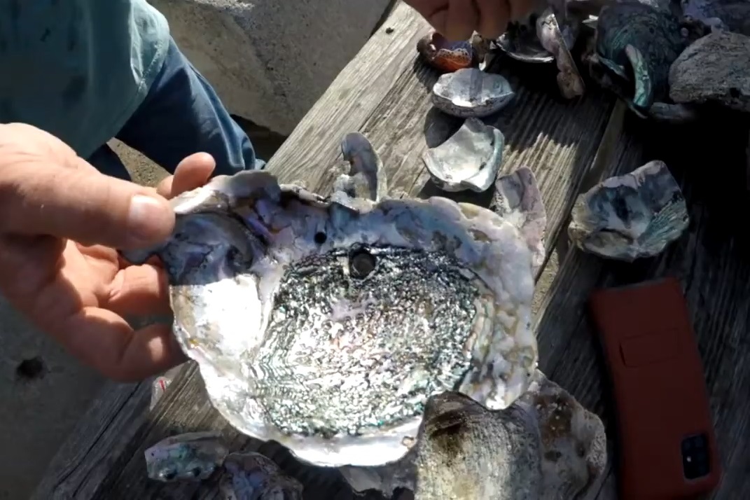 CalSunTV's tweet image. We had an amazing time at Anchor Bay Campground going shelling on the beaches! Come with us next time with your VIP invite when you become a member or a sponsor today at CalSunTV.com

#californiaocean #shelling #californiabeach #gualala