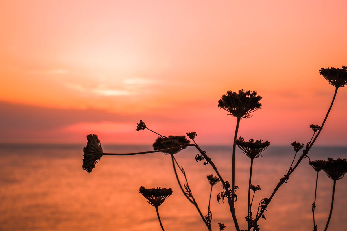 shotsbycedric's tweet photo. ~sunset silhouette flowers

Share your favourite sunset silhouettes! https://t.co/Z818jL4keI