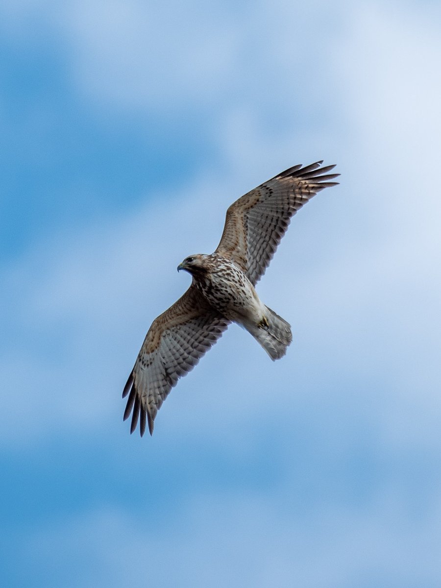 park_hawk's tweet photo. Early on Monday afternoon, a pair of red-shouldered hawks soared high above where Massachusetts Ave meets Macomb St, probably looking for lunch. https://t.co/KhK6kQ0Qb2