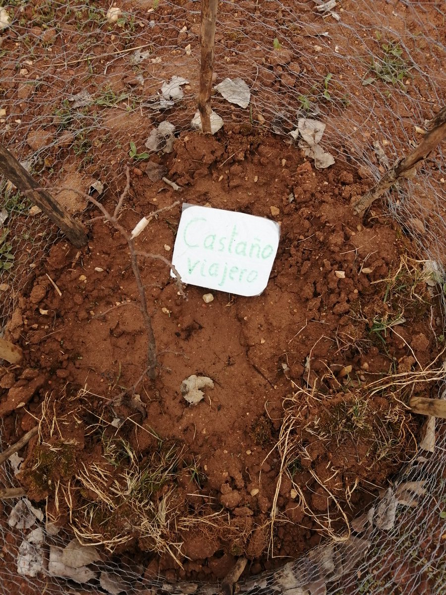 penalba_pilar's tweet photo. Hoy, 21 de marzo del 2022, Día del Árbol, voy a contar la historia de este castaño viajero.

En los jardines del hospital donde trabajaba hay un hermoso castaño cuyas castañas disfrutábamos trabajadores y usuarios. https://t.co/rFEMm6wR7F
