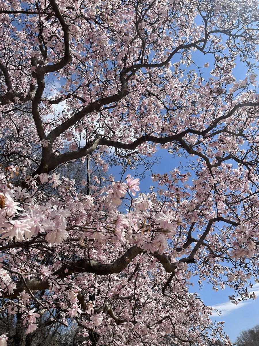 New England woman experiences real spring for the first time