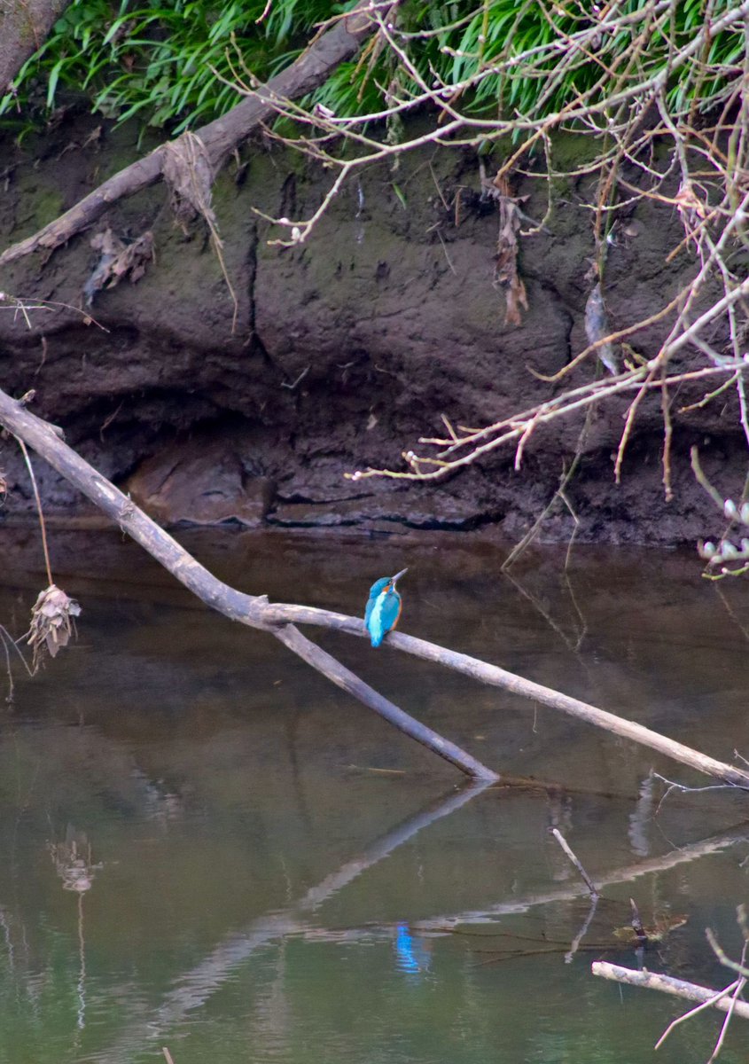absolutely delighted to have FINALLY spotted my first #kingfisher today! just look at that blue stripe on its back!