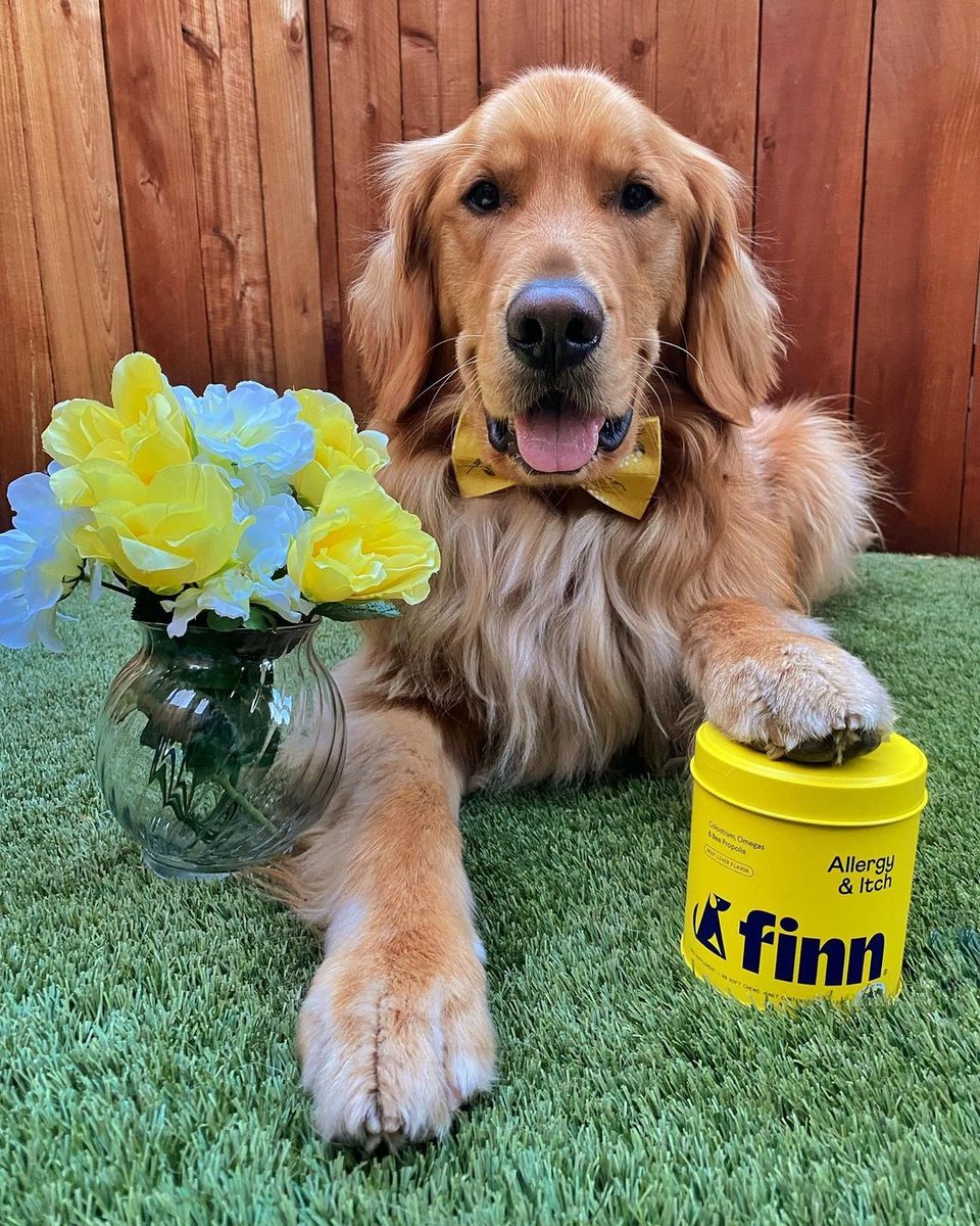 It's officially Spring which means allergies for pets are in full swing! 

@goldenfinnanigans is modeling just how great <a href="/petfinn/">Finn</a> allergy &amp; itch supplements are 🌼🌼🌼

Get them now at dogpainrelief.com/FinnAllergy just in time for Spring!