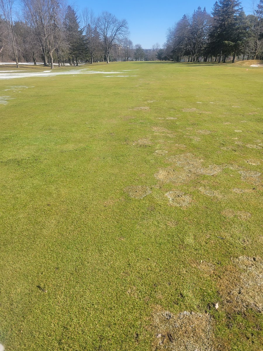 Kawartha Golf Club Turf Department tweet media