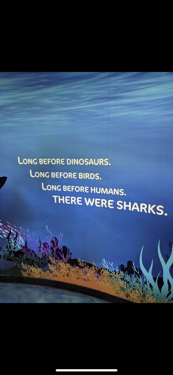 The Shark Cove tweet media