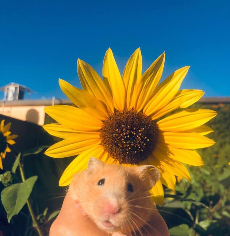 BichinhosFB's tweet photo. 🌻 https://t.co/eds5qYc4l6