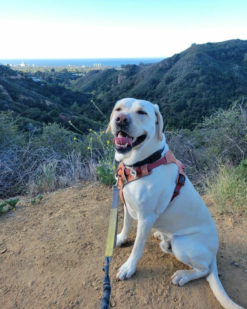 ThePetProvider's tweet photo. After a too-long vacation, my buddy Walter is back! #dogswhotravel #yellowlab #dogswhohike https://t.co/FuqXHWRTXj https://t.co/6LG1CPsRFs