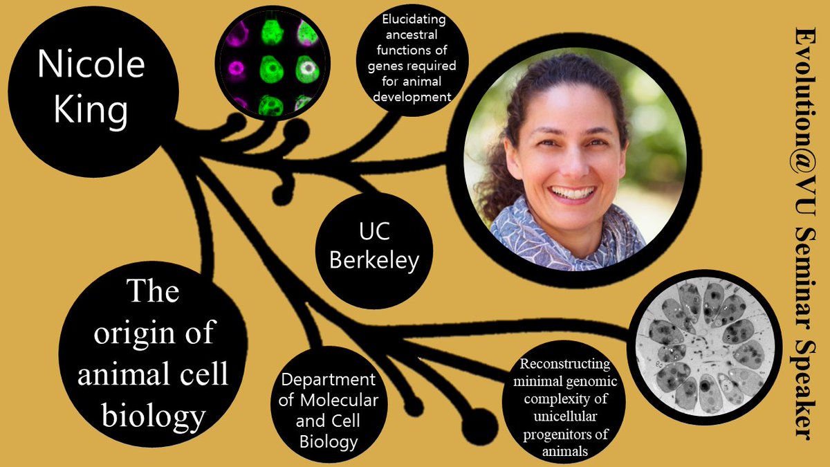 Only 49 hours left... but who's counting?! We can't wait to host @A_Nicole_King Wednesday at 3:10pm CDT! The origins of animal cell biology. Register (free) here: vanderbilt.zoom.us/webinar/regist… #Evolution #EvoStuSemSer Check out this cool paper in eLife, too: elifesciences.org/articles/61037…