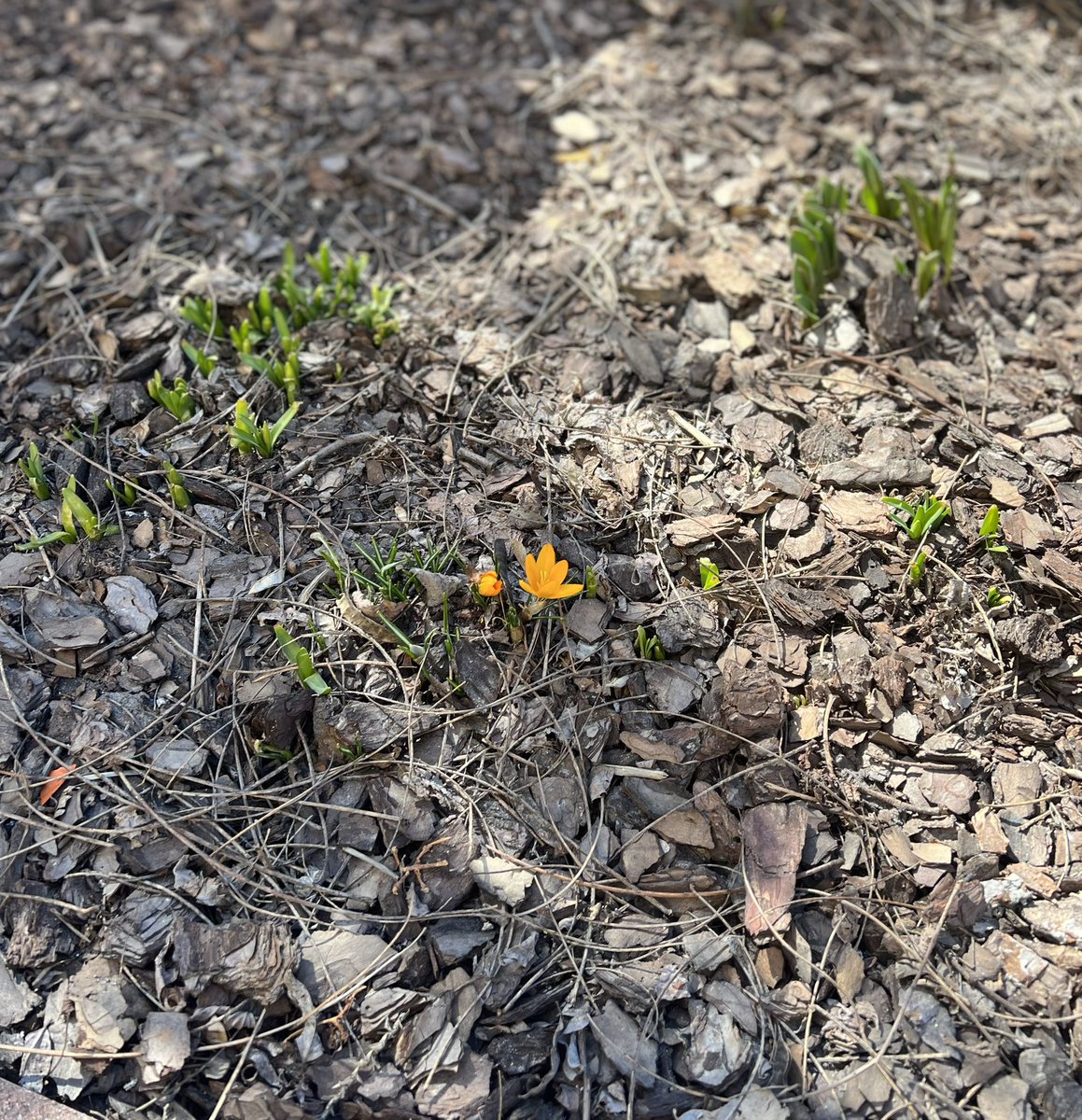 Today, it all finally paid off. 
The land you swore to protect is sending you a message.
That life always wins over death.
Amen.