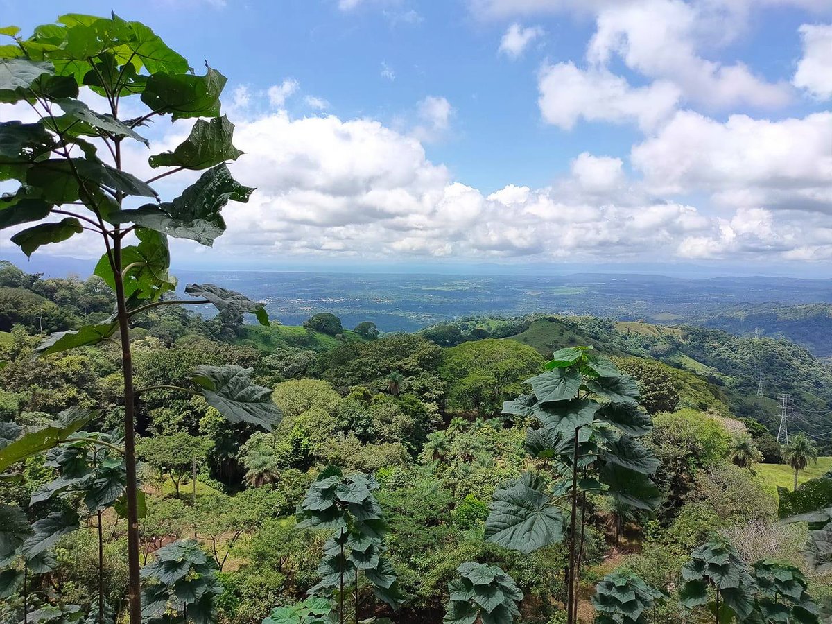 World Tree tweet media