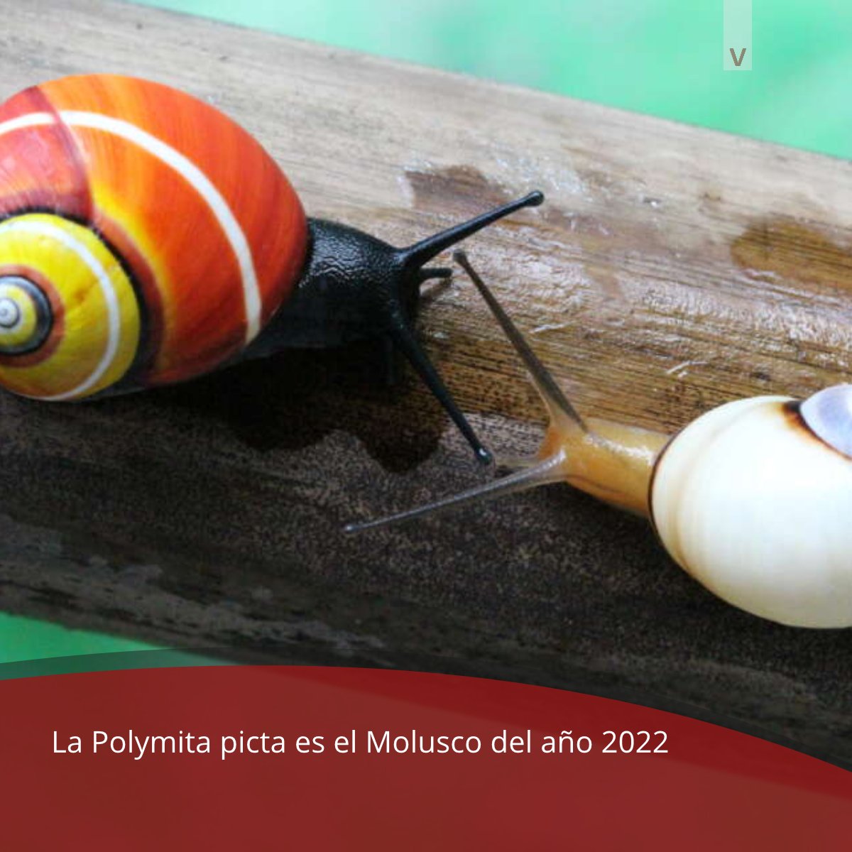 PrensaGtmo's tweet photo. El #caracol pintado cubano (#Polymitapicta) fue coronado como #Molusco del año 2022, al recibir la mayor cantidad de votos en el concurso promovido por @geobiodiversity, LOEWE Center for Translational Biodiversity Genomics (TBG) y @malacologica.
👁️https://t.co/MV5kMb0gnT https://t.co/aRg0I9ri6E