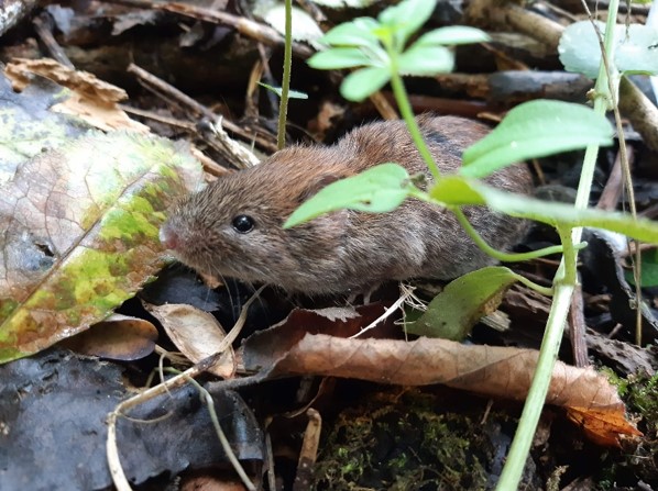felis_ichn's tweet photo. L’alimentació del gat fer és estrictament carnívora i es basa en la captura de petits mamífers: ratolins de bosc, talpons, conills, etc. 🐭🐹🐰
També pot depredar ocasionalment altres grups de vertebrats: ocells, amfibis o rèptils. Es poden moure desenes de km per trobar preses🐈 https://t.co/BKX7Mrcguz