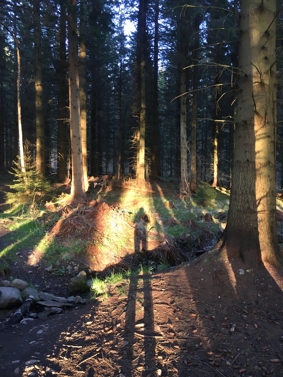 jamesbonner82's tweet photo. On #InternationalDayofForests 4 🌳🌳 in different forms &amp; places. A rural Scottish, a Nordic city park, a French urban riverside, a Glasgow road turned street (on the day @GretaThunberg led climate strike at COP26). Trees &amp; forests are so important for many reasons. 

#everytree https://t.co/kRWaWYNFNq