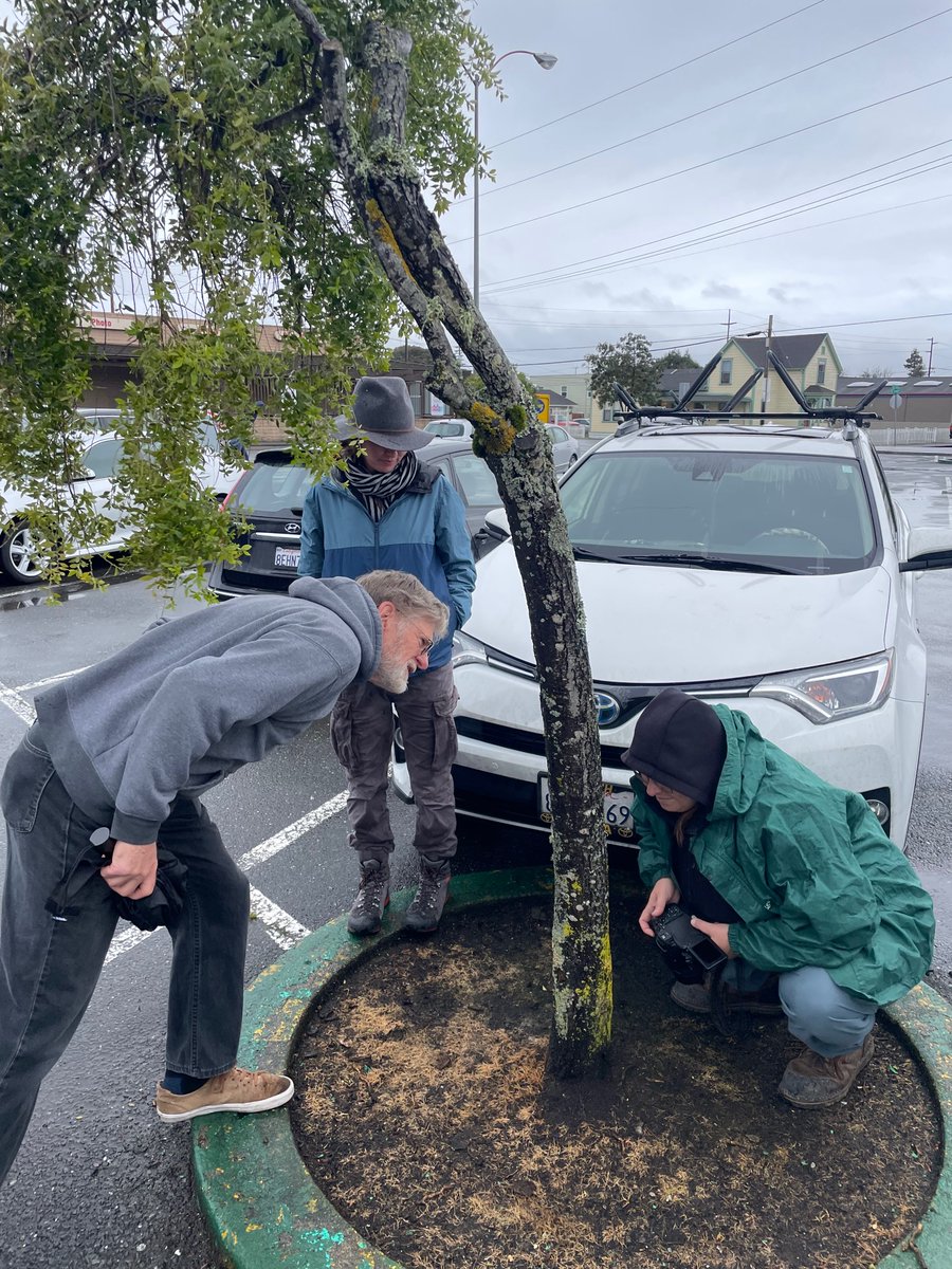 Texosporium's tweet photo. Spent the last few days at my first in-person conference in > 2 years—so reinvigorating! It doesn’t get much better than a joint meeting of two lichen societies. Getting out in the field with lichen comrades was the best #CAlichens #NorthwestLichenologists https://t.co/08E1Fnzlcr