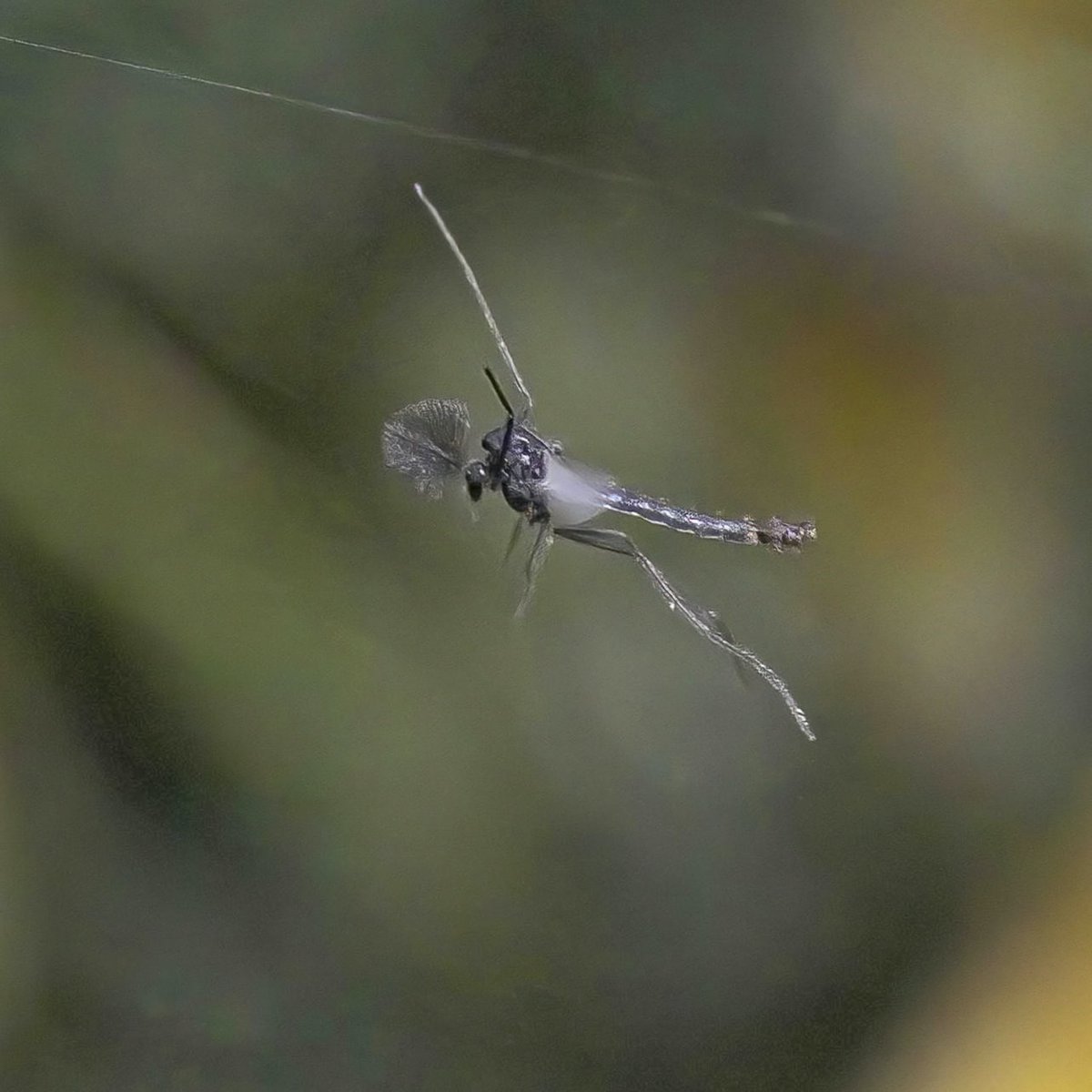 Zip wire
Midge flying under a strand of spiders web in Walthamstow wetlands, this was much harder than I thought.