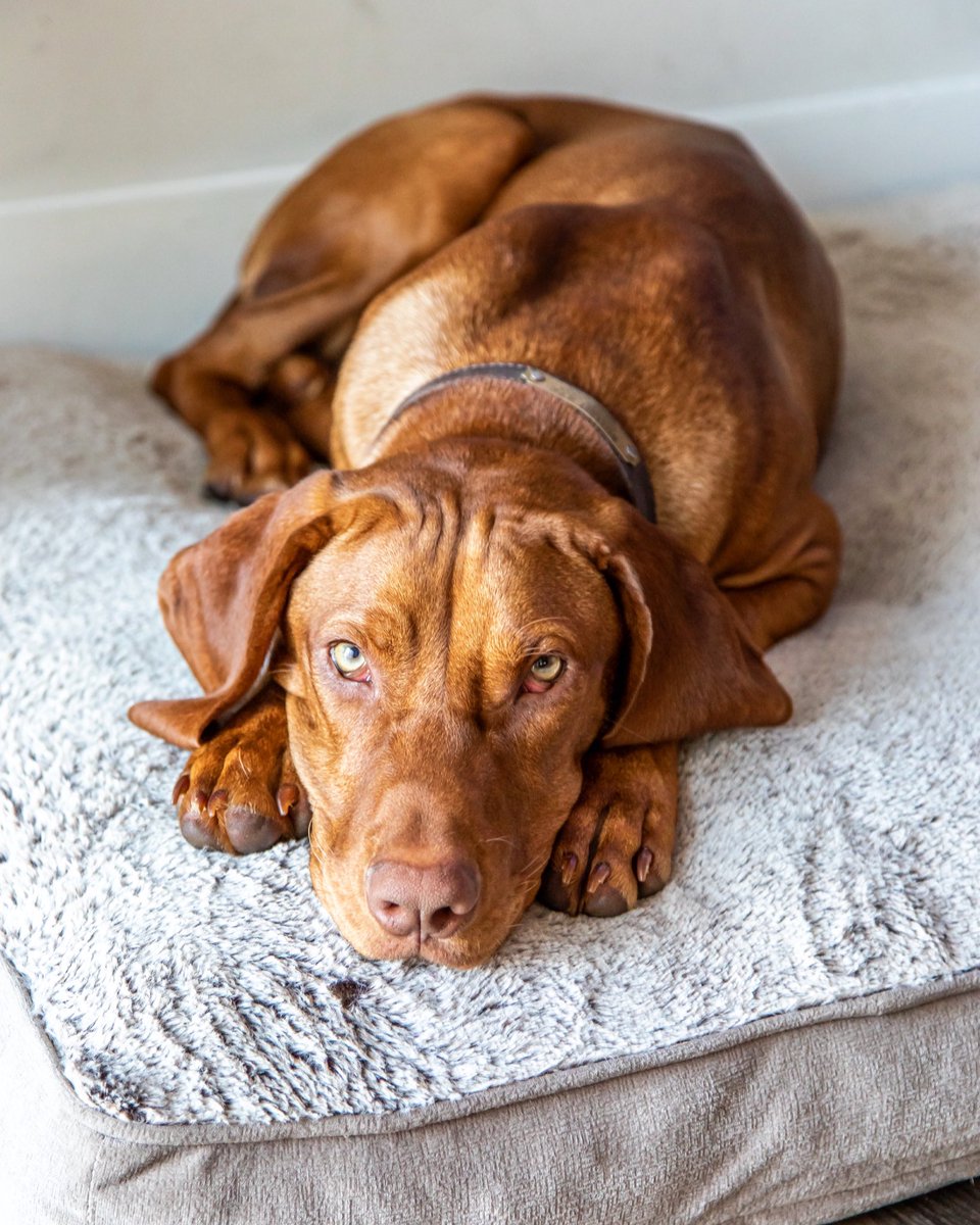 “Pet Challenge”
Post a photo of your dog and another picture suggesting their name just that and nothing else. People then have to try and guess what your dog is called. 
#petchallenge￼￼￼￼￼ What’s my boy’s name! Pretty easy haha